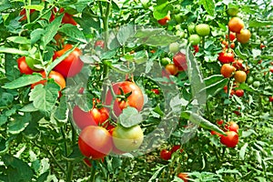 Tomatoes in greenhouse