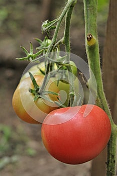 Tomatoes in the greenhouse
