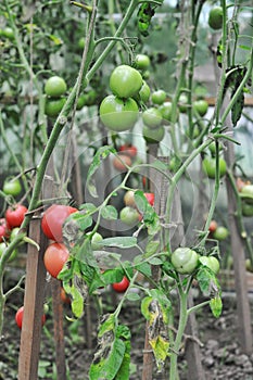 Tomatoes in the greenhouse