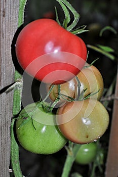 Tomatoes in the greenhouse