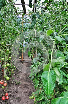 Tomatoes in the greenhouse