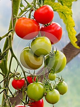 Tomatoes in greenhouse