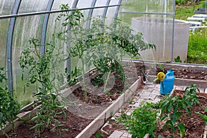 Tomatoes in a greenhouse. Gardening