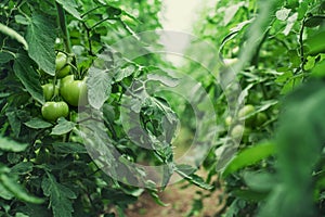 Tomatoes in a Greenhouse. Horticulture. Vegetables