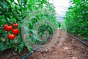 Tomatoes in a Greenhouse. Horticulture. Vegetables