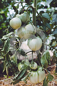 Tomatoes in a Greenhouse. Horticulture. Vegetables