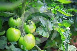 Tomatoes in a Greenhouse. Horticulture. Vegetables