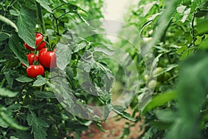 Tomatoes in a Greenhouse. Horticulture. Vegetables photo