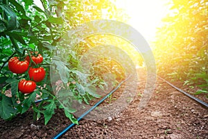 Tomatoes in a Greenhouse. Horticulture. Vegetables