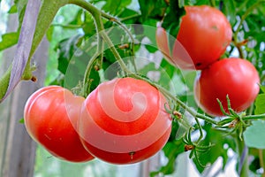 Tomatoes in the greenhouse. Plants and fruits in close-up