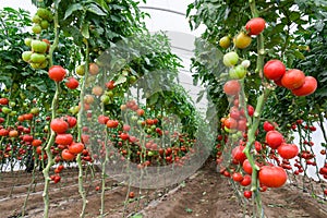 Tomatoes in a greenhouse photo