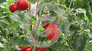 Tomatoes in the greenhouse, vegetables farming scene
