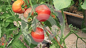 Tomatoes in the greenhouse, vegetables farming scene