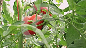 Tomatoes in the greenhouse, vegetables farming scene