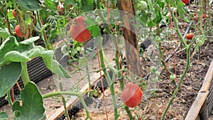 Tomatoes in the greenhouse, vegetables farming scene