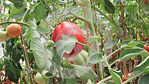 Tomatoes in the greenhouse, vegetables farming scene