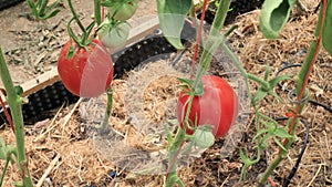 Tomatoes in the greenhouse, vegetables farming scene