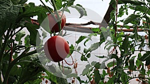 Tomatoes in the greenhouse, vegetables farming scene