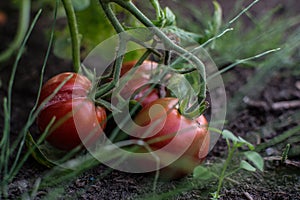 Tomatoes on the ground 2