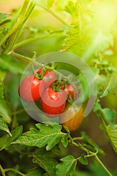 Tomatoes grow