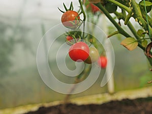 Tomatoes grow on bushes in the greenhouse. Olericulture. Farming photo