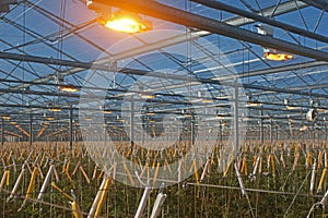 Tomatoes grow faster under artificial growth light