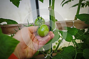 tomatoes grow in a greenhouse