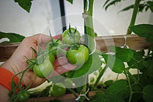 tomatoes grow in a greenhouse