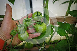 tomatoes grow in a greenhouse