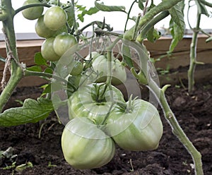 Tomatoes growing on a branch in a hothouse