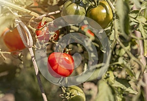 Tomatoes growing on branch of organic plant with ripe red and unripe green fruits