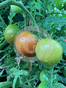 Tomatoes growing close up