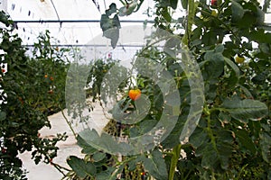 Tomatoes Growing in a Commercial Greenhouse with Hydroponics