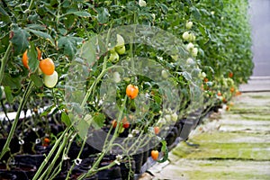 Tomatoes Growing in a Commercial Greenhouse with Hydroponics