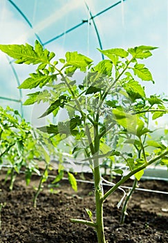 Tomatoes growing in a greenhouse