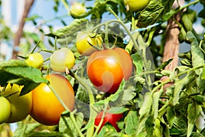 Tomatoes growing in greenhouse