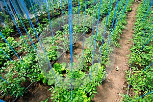 Tomatoes growing in greenhouse