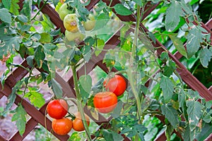 Tomatoes growing in greenhouse