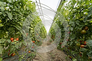 Tomatoes growing in greenhouse. Ripe and green tomatoes in greenhouse.