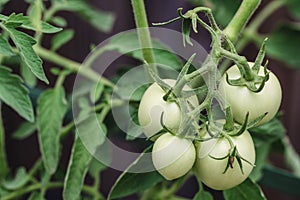 Tomatoes Growing