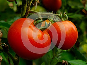 Tomatoes Growing Plant