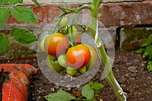 Tomatoes growing on plant