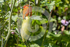 Tomatoes growing in a vegetable garden