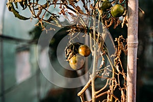 Tomatoes growing at vegetable garden in backyard home at sunset. nobody. self sufficiency concept