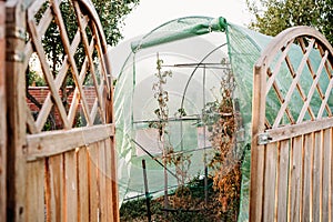 Tomatoes growing at vegetable garden in greenhouse at sunset. nobody. self sufficiency concept