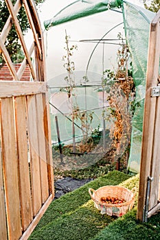 Tomatoes growing at vegetable garden in greenhouse at sunset. nobody. self sufficiency concept