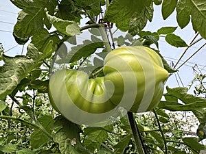 Tomatoes grown in a greenhouse