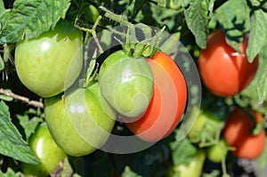 Tomatoes