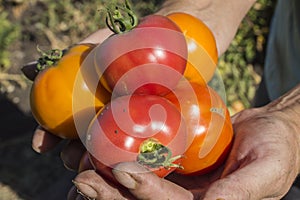 Tomatoes in hands