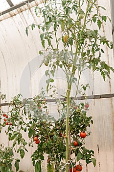 Tomatoes are hanging on a branch in the greenhouse. The concept of gardening and life in the country. A large greenhouse